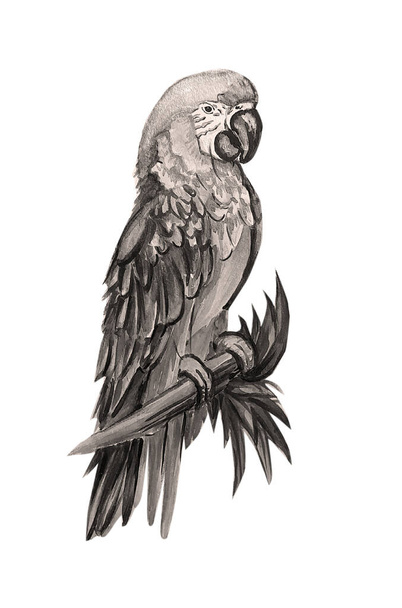 aquarel papegaai, met de hand getekend illustratie, schets - Foto, afbeelding
