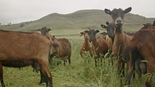 Um grupo de cabras pastando em um campo exuberante em uma área montanhosa rural, cercado por colinas cênicas e natureza. - Filmagem, Vídeo
