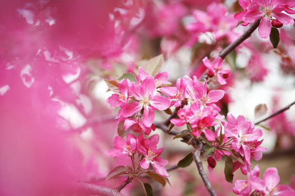 Flores de manzana rosa en primavera
 - Foto, imagen
