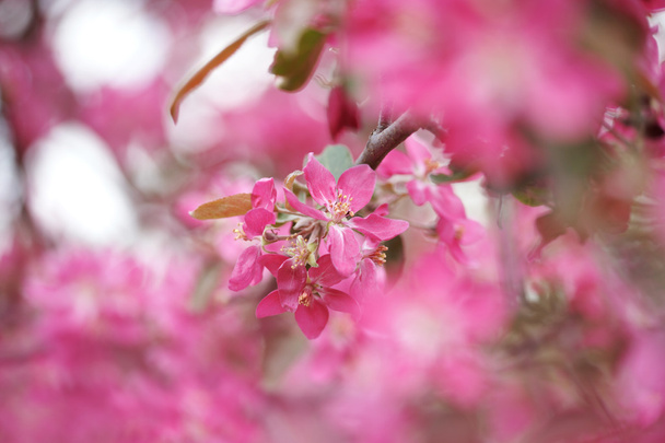 rosa Apfelblüten - Foto, Bild