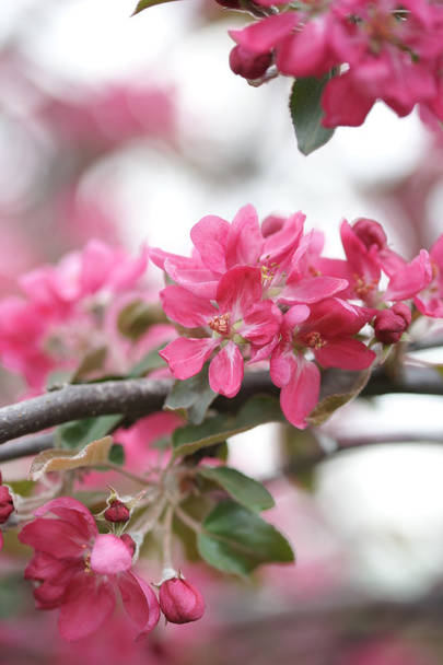 roze appel bloemen - Foto, afbeelding