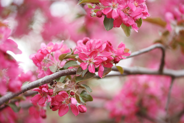 Pink apple flowers - Photo, Image