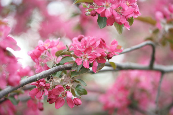 розовые цветы яблока
 - Фото, изображение