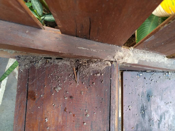 Hout dat poreus is omdat het door termieten wordt gegeten - Foto, afbeelding