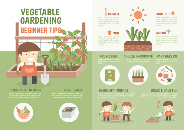 Infographic how to grow vegetable beginner tips - Vector, Image