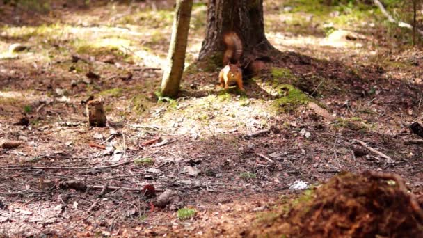 Esquilo vermelho come
 - Filmagem, Vídeo
