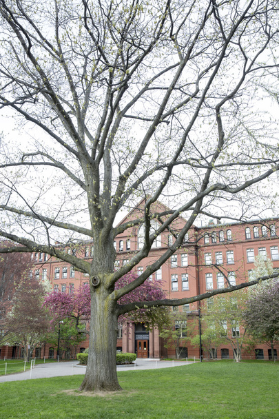 Оранж в Гарвардский музей естественной истории в Кембридже, штат Массачусетс, США
 - Фото, изображение