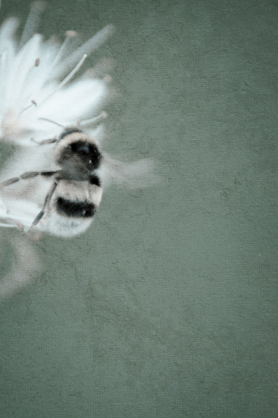 Abeja en una flor blanca - Foto, Imagen