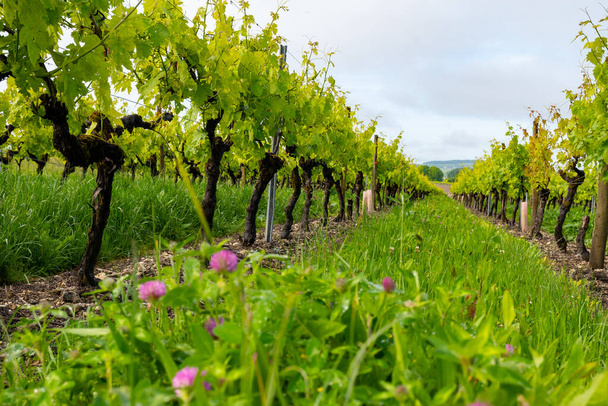 コニャックの白ワイン地域のブドウ園の夏,シャレンテ,コニャックの強い蒸留とワイン製造のための白い醜いブランのブドウの使用,フランス,グランドシャンパーニュ地域 - 写真・画像