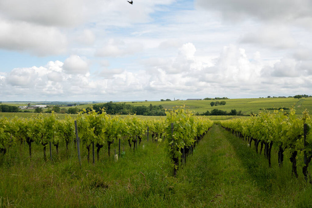 Zomer op wijngaarden van Cognac witte wijn regio, Charente, witte ugni blanc druiven toepassingen voor Cognac sterke gedistilleerde dranken distillatie en wijnbereiding, Frankrijk, Grand Champagne regio - Foto, afbeelding
