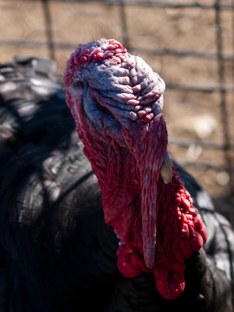 Thanksgiving Turkey - Photo, Image