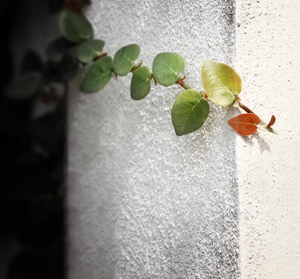 Ficus pumila op de muur. - Foto, afbeelding