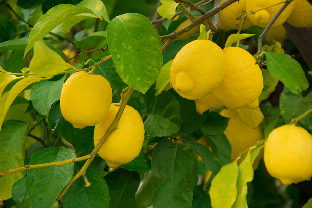 limones en el árbol - Foto, Imagen