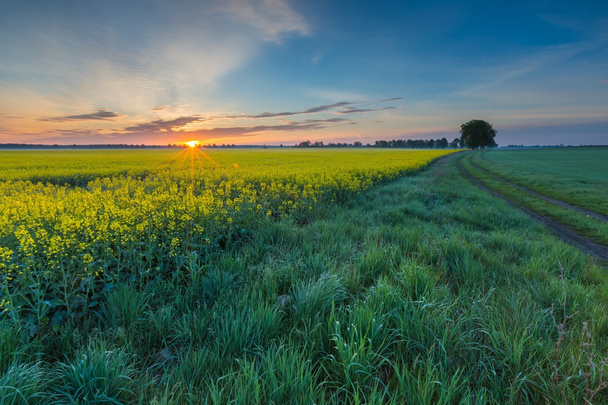 Koolzaad veld bij zonsopgang - Foto, afbeelding