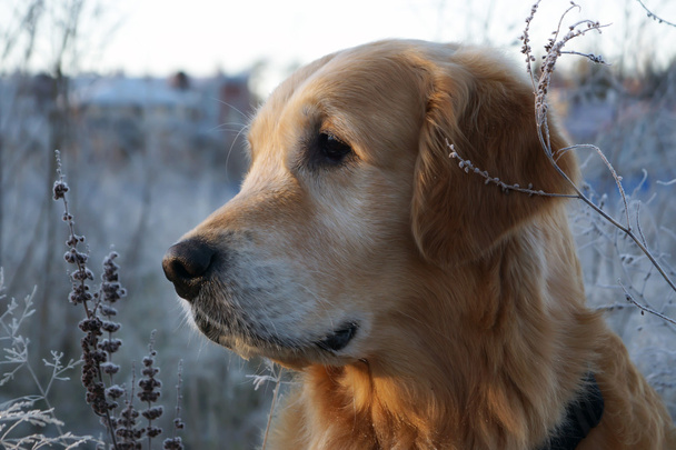 Golden Retriever looks to the side, his head turned in profile, first frost, autumn Sunrise - Fotografie, Obrázek