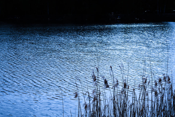Marshy περιοχή με ψηλό γρασίδι αυξάνεται γύρω από ένα ήρεμο σώμα του νερού. - Φωτογραφία, εικόνα