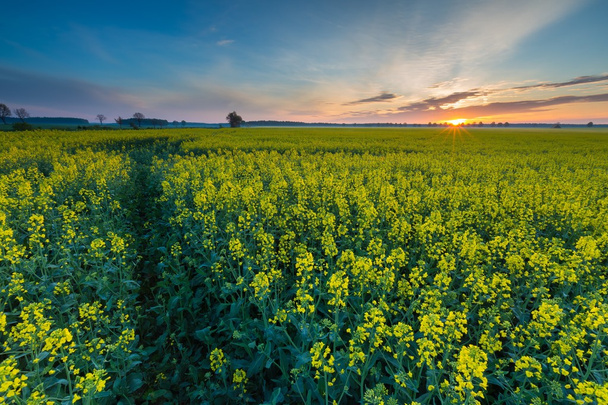 rapeseed field at sunrise - Photo, Image