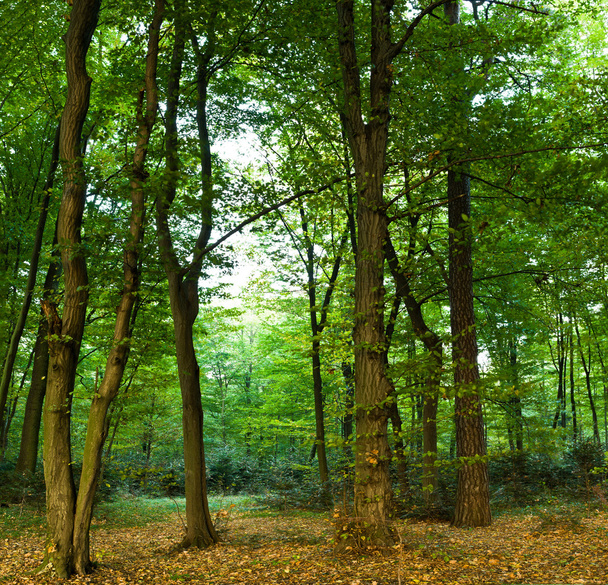 Forest - Fotó, kép