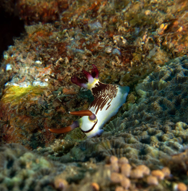 Nembrotha Lineolata nudibranch plazí na vraku Boracay Island Filipíny - Fotografie, Obrázek