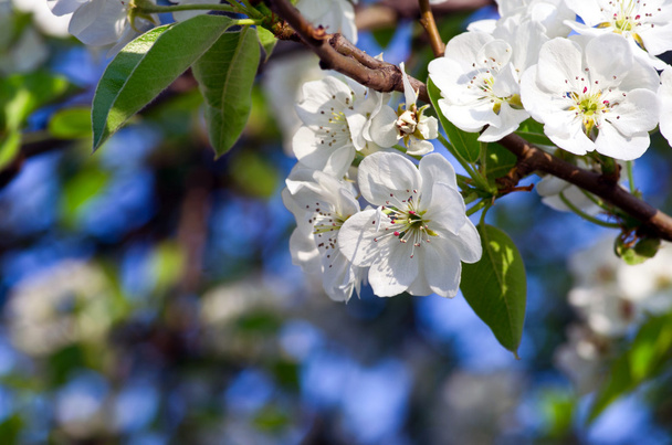 Primavera florescendo flores ramo
 - Foto, Imagem