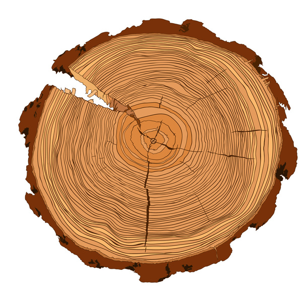 Annual tree growth rings with brown tones drawing of the cross-section of a tree trunk - Vector, Image