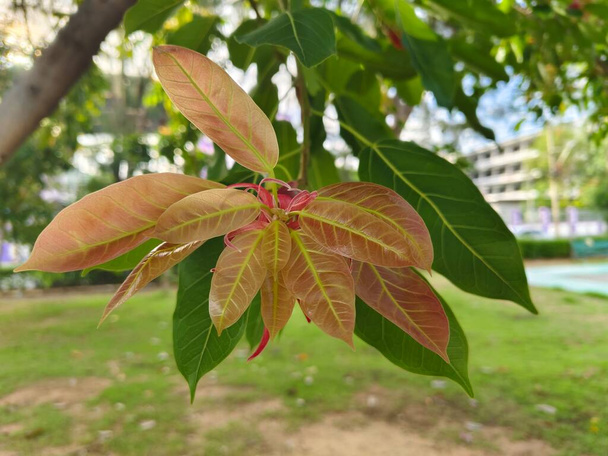 Młode tajskie drzewo figowe rośnie na gałęzi. młody liść jasny brązowy i żyłka linia jasny zielony. - Zdjęcie, obraz