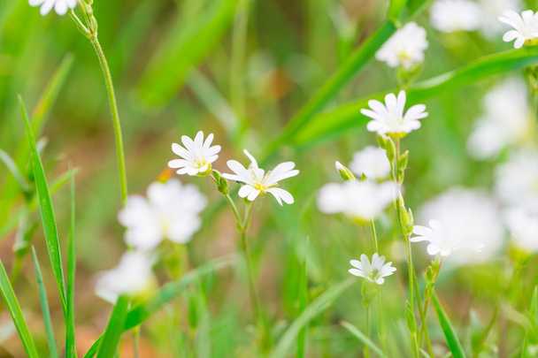 Flores brancas florescentes
 - Foto, Imagem