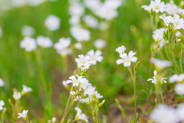 Flores blancas florecientes
 - Foto, imagen