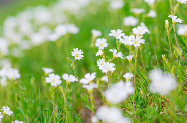 Blooming white flowers - Photo, Image