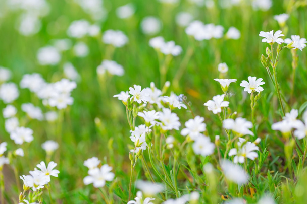 Fehér virágok virágzó - Fotó, kép