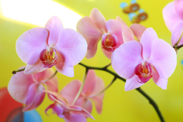 orchidea rosa in fiore
  - Foto, immagini