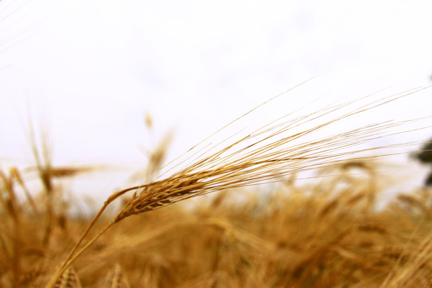 Golden Ears On The Summer Field Before Harvest - Φωτογραφία, εικόνα