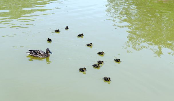 Familia de patos en el agua
 - Foto, imagen