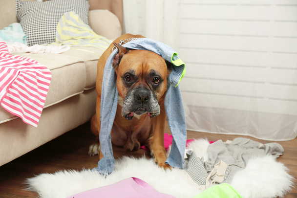 Dog demolishes clothes in messy room - Photo, image