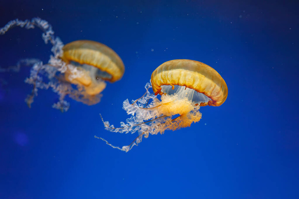 fotos subaquáticas de medusas chrysaora fuscescens medusas pacífico mar urtiga close up - Foto, Imagem