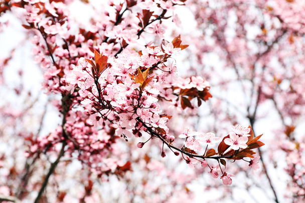 Blooming tree twigs - Fotografie, Obrázek