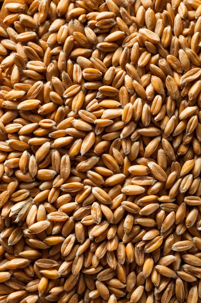 Raw Organic Spelt Grain - Foto, Bild