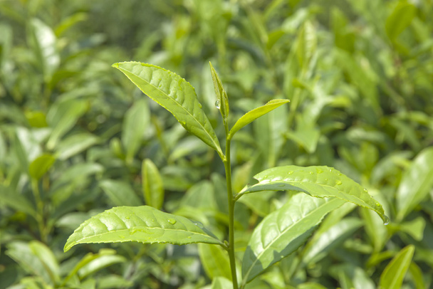 お茶の新鮮な葉 - 写真・画像
