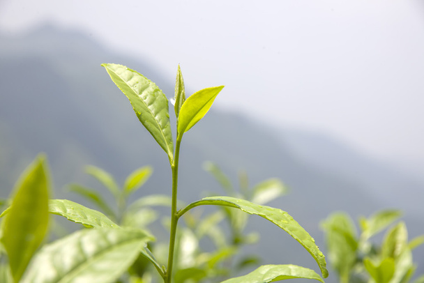 お茶の新鮮な葉 - 写真・画像