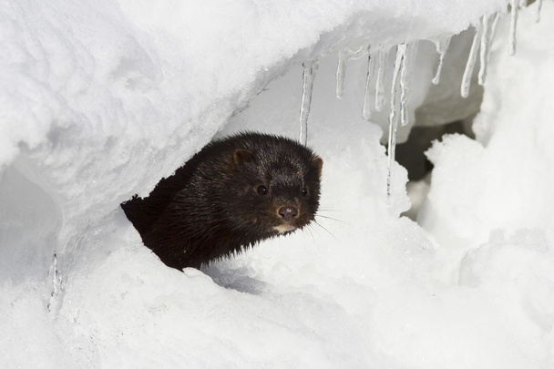 Retrato de un visón americano que mira desde un agujero de nieve
 - Foto, Imagen