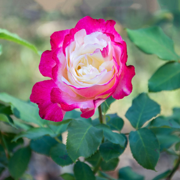 rosa florescente11
 - Foto, Imagem