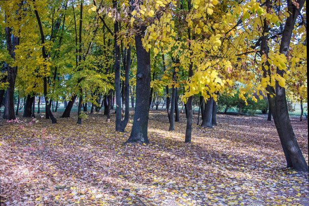 paysage d'automne 69
 - Photo, image