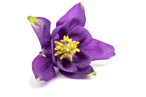 aquilegia flor isolada
  - Foto, Imagem