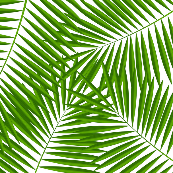 Palm Leaf tło wektor ilustracja - Wektor, obraz