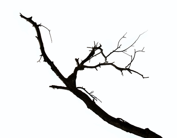 Dead branches isolated on white background - Photo, Image
