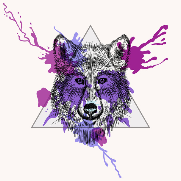 Wolf face in triangle frame with watercolor ink drop. Hand Drawn - Vector, Image
