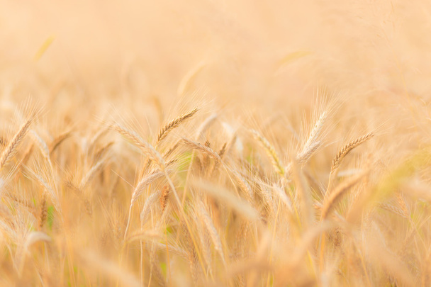 campo de trigo. - Foto, imagen