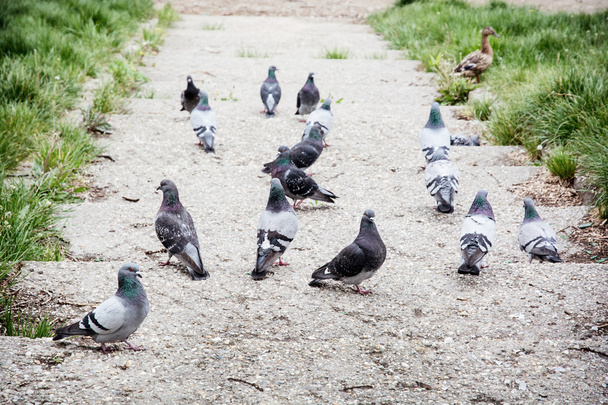 голуби в парке - Фото, изображение