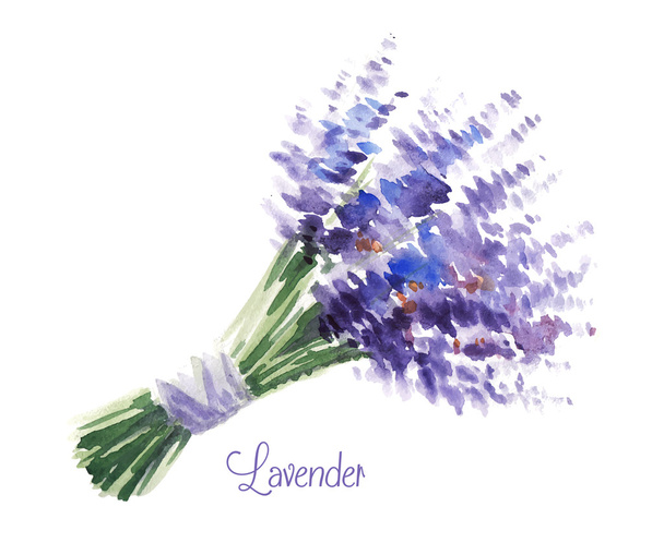 Vector watercolor bouquet of lavender. - Vektör, Görsel