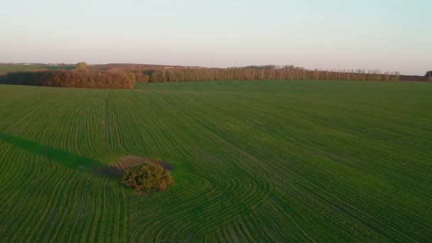 Aerial view for the field and forest - Footage, Video